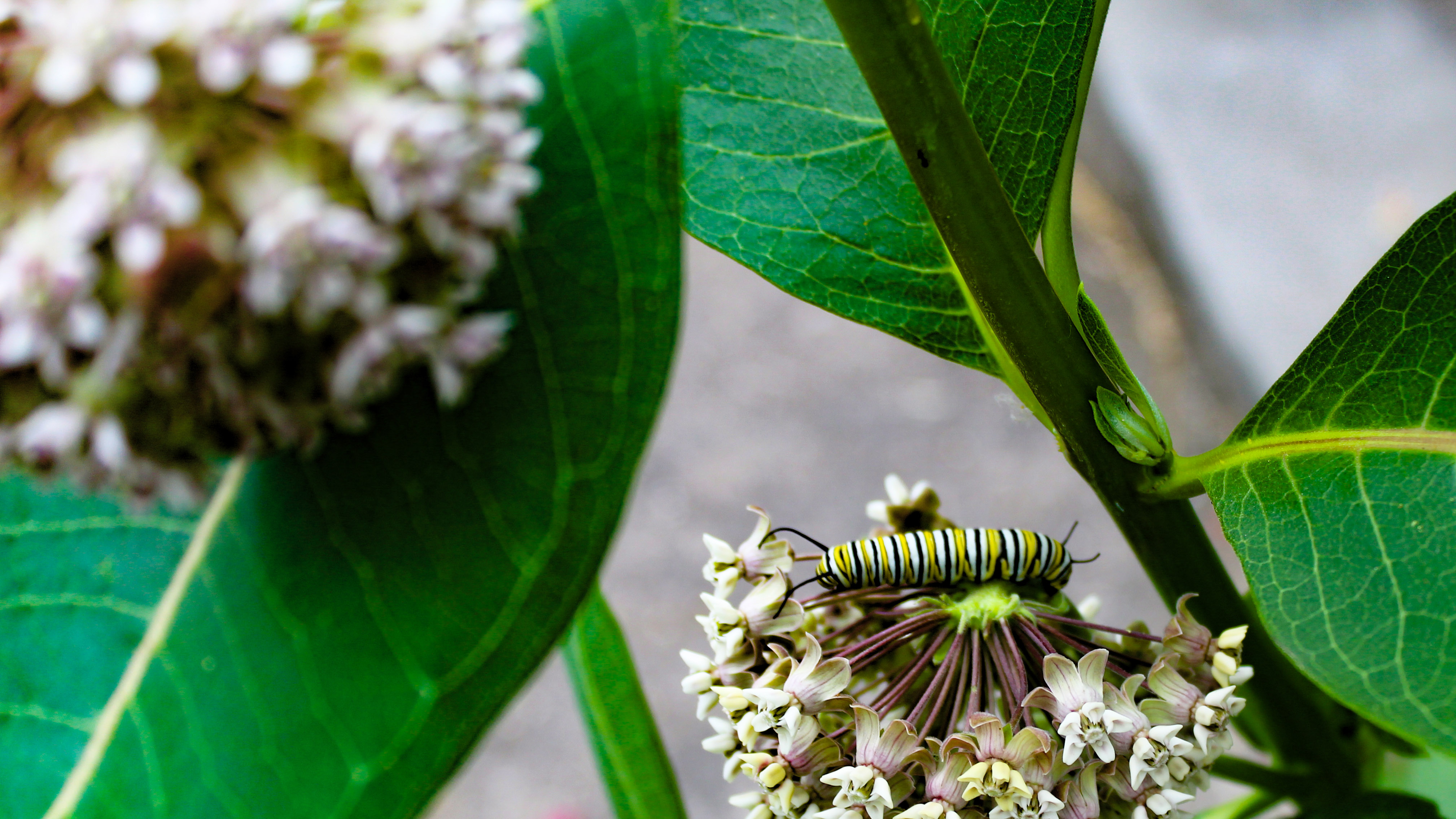 Bees and Butterflies