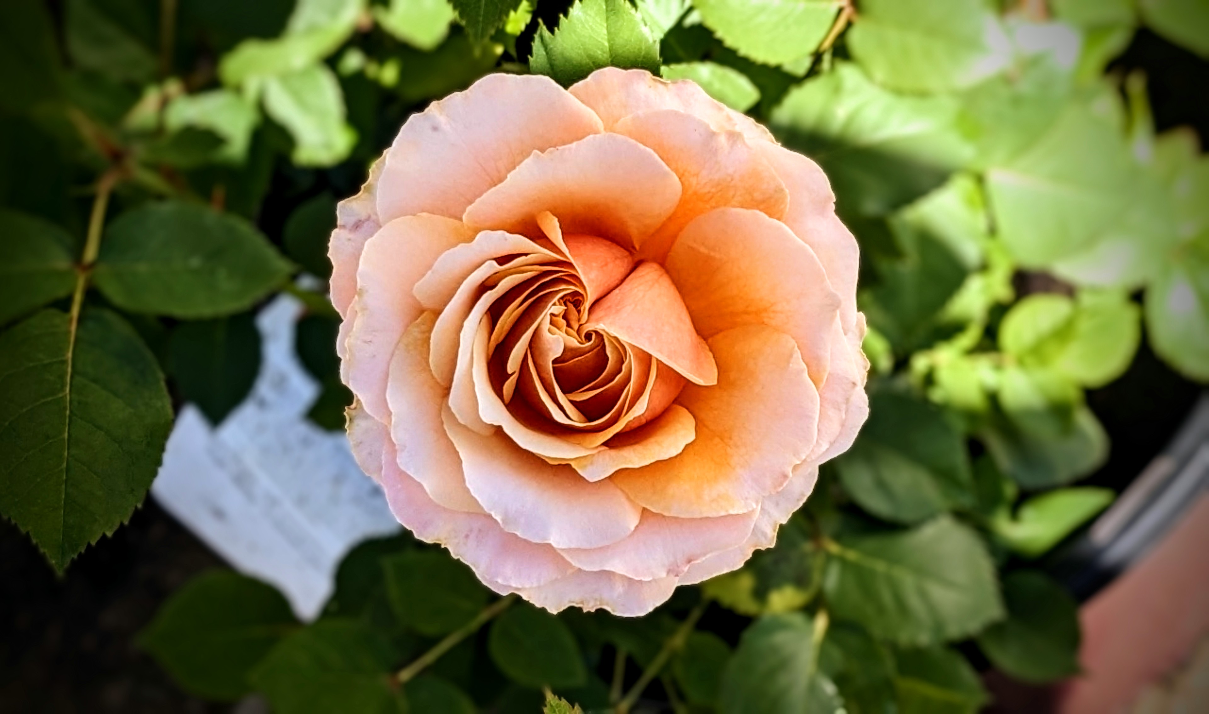 More Flowers