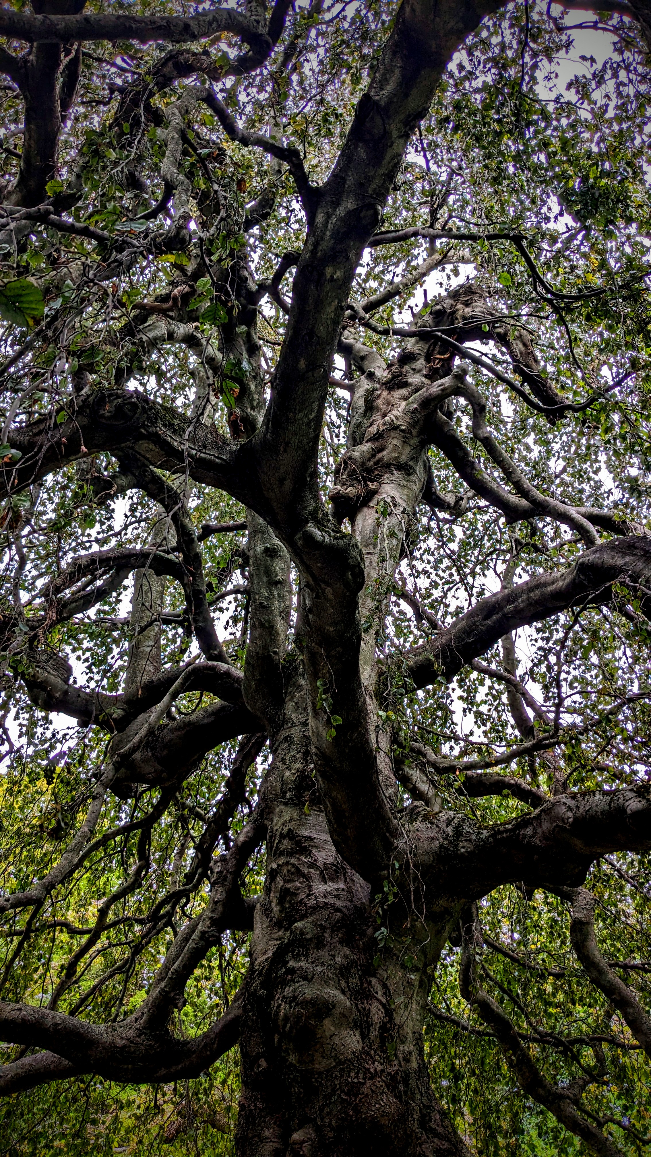 Trees